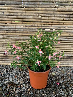 Fucsias (Chilco) - Fuchsia