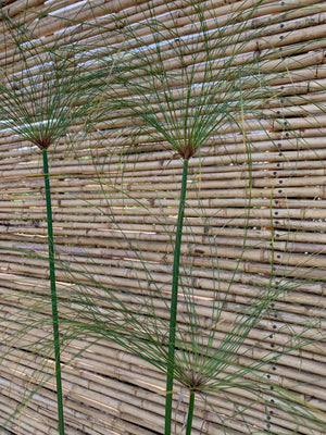 Papiro Egipcio - Cyperus papyrus