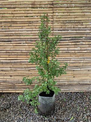 Pitosporo Nigricans - Pittosporum Nigricans (1.0-1.3)