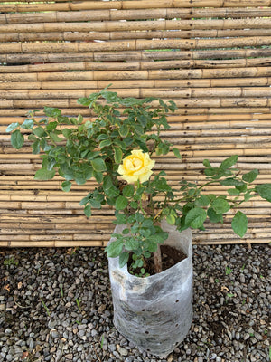 Rosa Freedom Amarilla