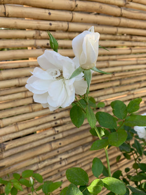 Rosa de Pie Alto - Iceberg (blanca)