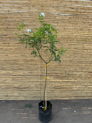 Rosa de Pie Alto - Iceberg (blanca)