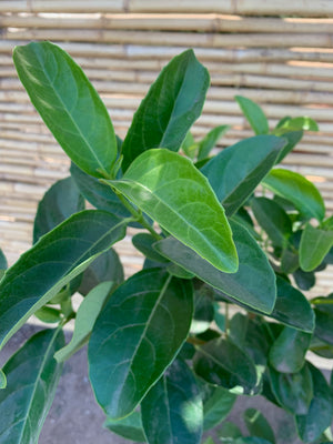 Viburnum Mascantha (0.9m)