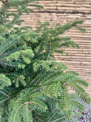 Arreglo Maceta - Abeto Navideño