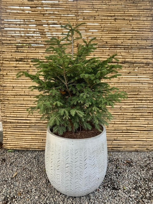 Arreglo Maceta - Abeto Navideño