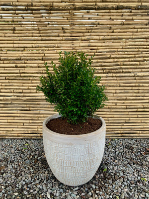 Arreglo Maceta - Boj Verde - Bechamel