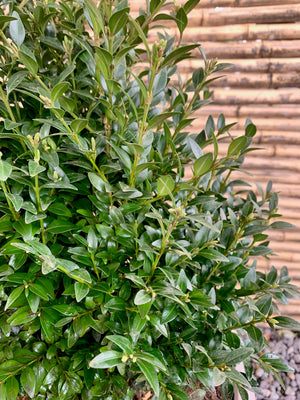 Arreglo Maceta - Boj Verde - Bechamel