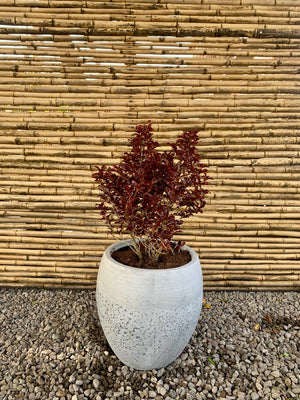 Arreglo Maceta - Coprosma Chocolate