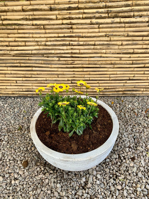 Arreglo Maceta - Dimorfoteca