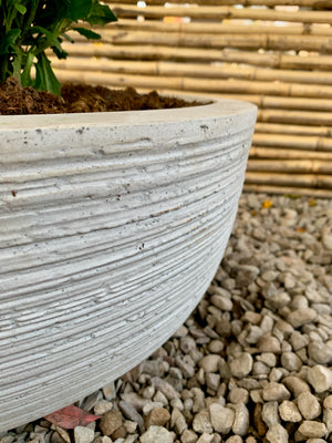 Arreglo Maceta - Dimorfoteca