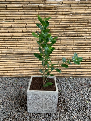 Arreglo Maceta - Ficus Moclame