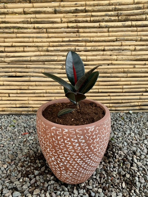 Arreglo Maceta - Gomero Rojo