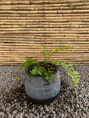 Arreglo Maceta - Helecho Perejil