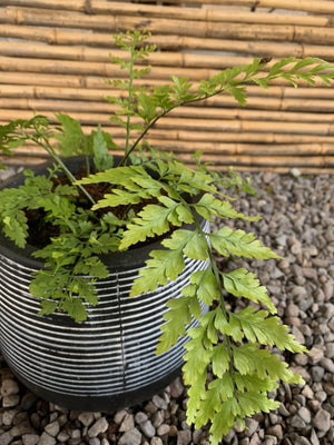 Arreglo Maceta - Helecho Perejil