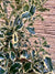 Arreglo Maceta - Ilex aquifolium Variegado