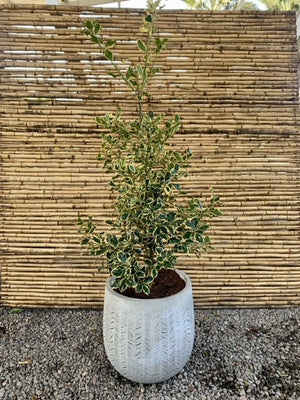Arreglo Maceta - Ilex aquifolium Variegado