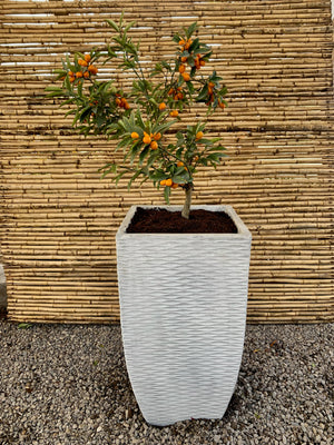 Arreglo Maceta - Kumquat