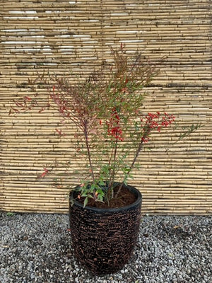 Arreglo Maceta - Nandina