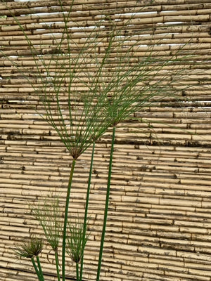 Arreglo Maceta - Papiro Egipcio