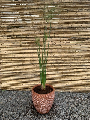 Arreglo Maceta - Papiro Egipcio