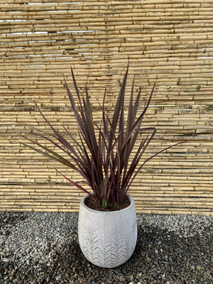 Arreglo Maceta - Pita roja