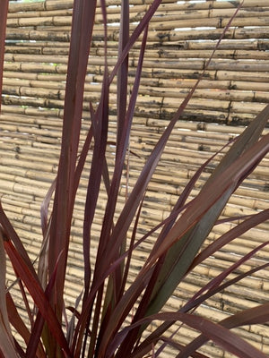 Arreglo Maceta - Pita roja