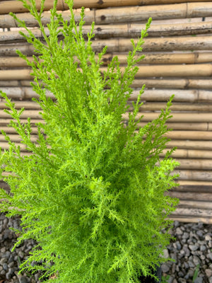 Ciprés Amarillo - Cedro Limón (ciprés aromático o ciprés limón) - Pino Aromático (0.3m)