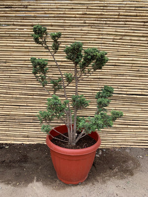 Cipres de Sawara Boulevard - Chamaecyparis pisifera " boulevard "