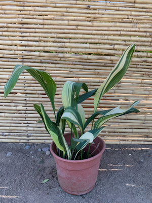 Alpidistra