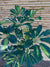 Cheflera - Schefflera arboricola  (Variegada)