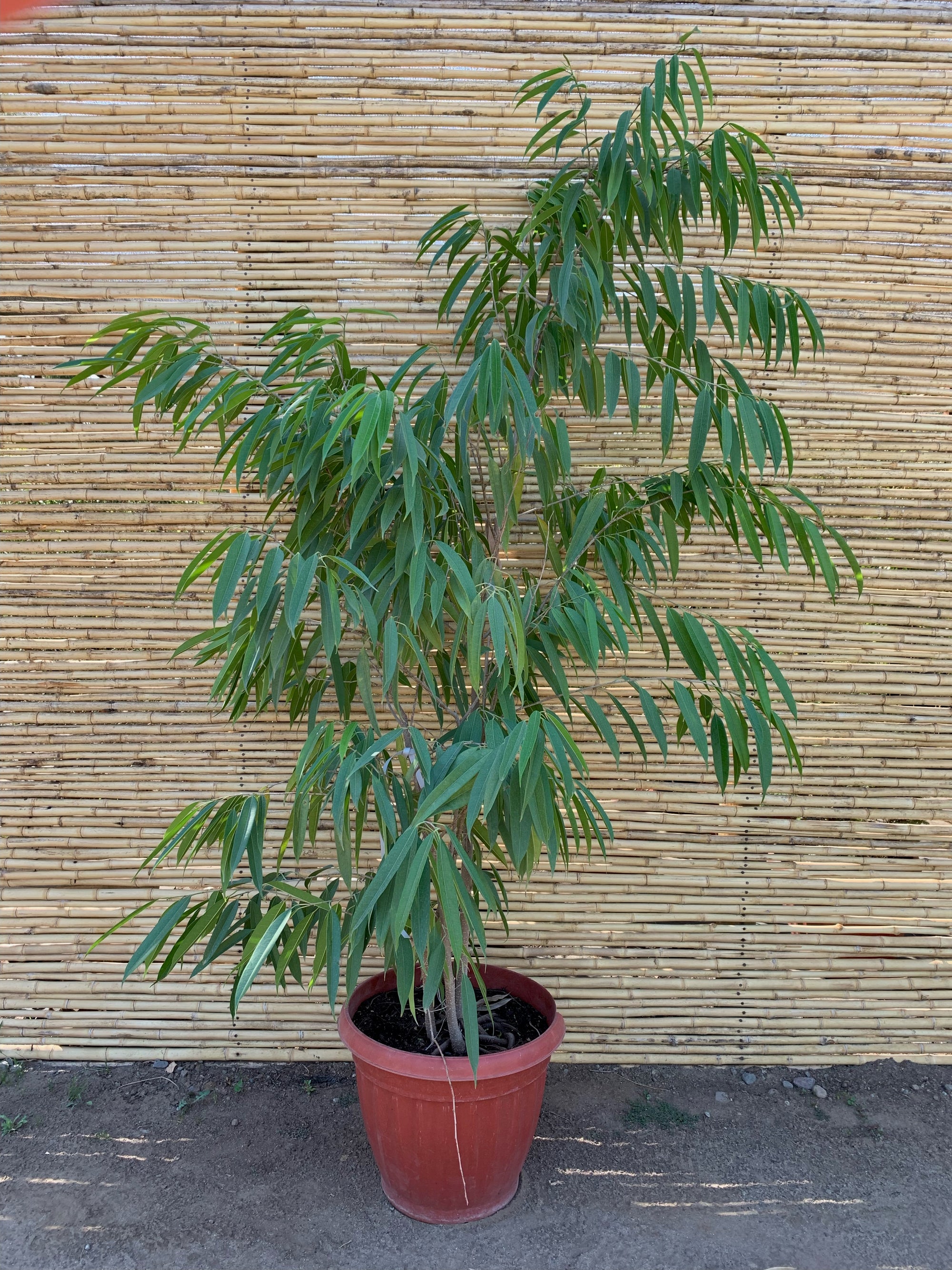 Ficus Alii - Ficus maclellandii