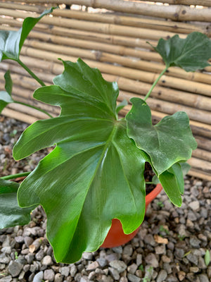 Filodendro Paraguayo - Philodendro Paraguayo (0.3-0.4m)