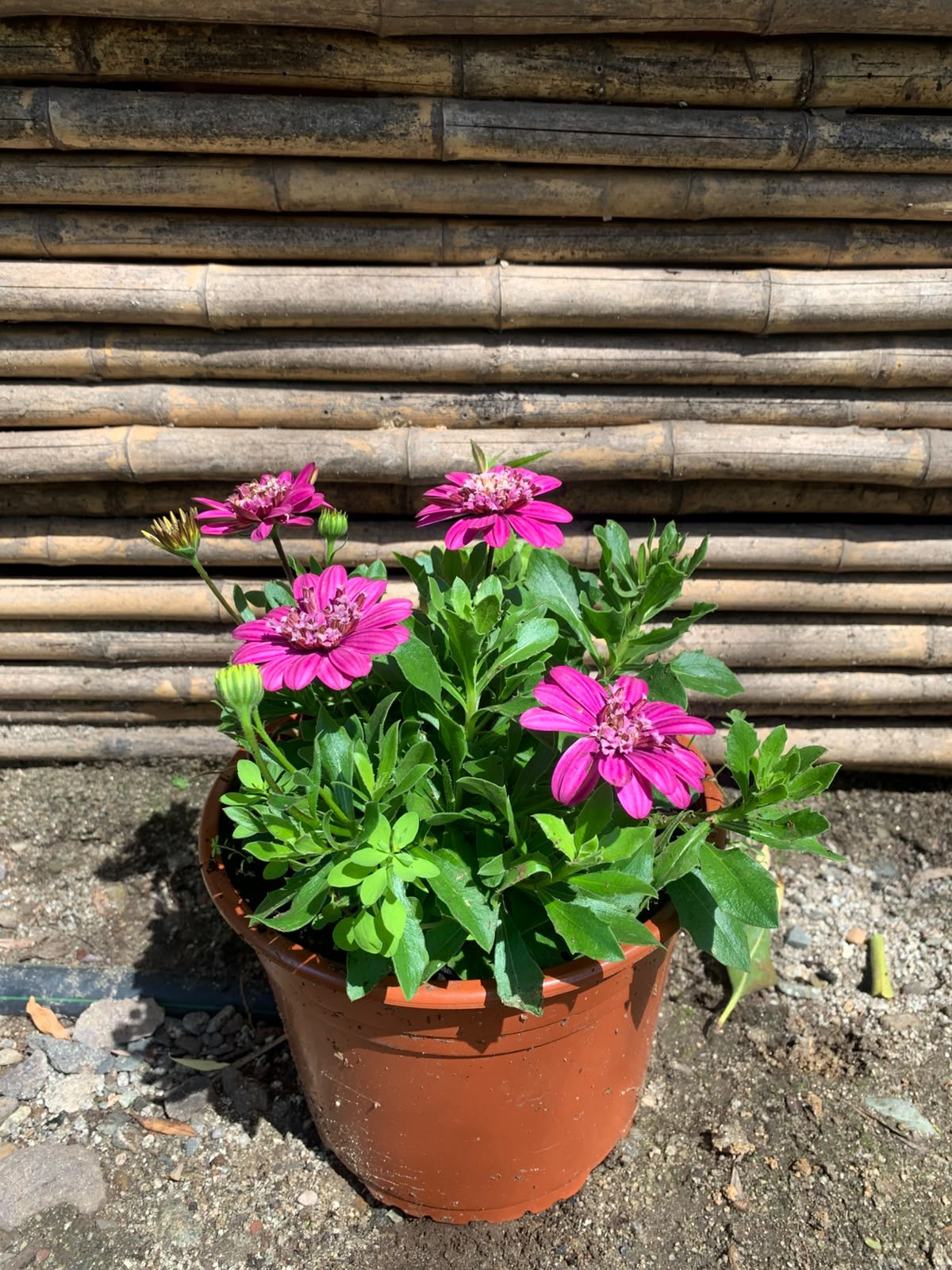 Dimorfotecas (rosadas)