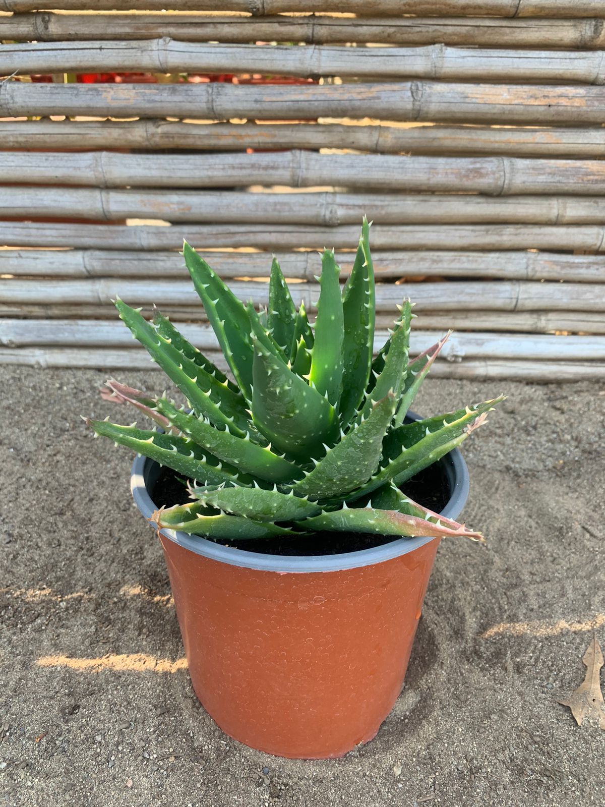 Aloe diente de cocodrilo