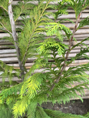 Thuja Stewarthy