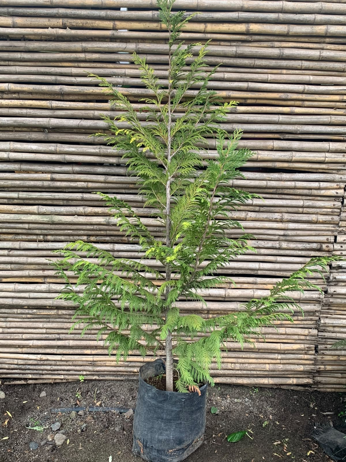 Thuja Stewarthy