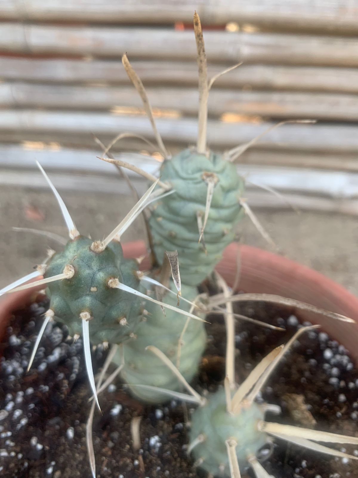 Cactus piña