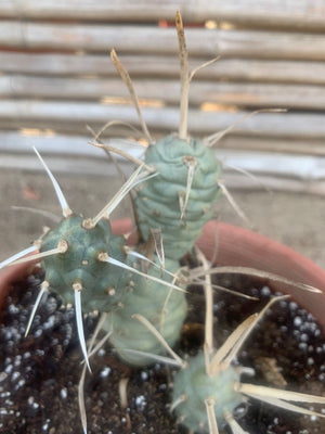Cactus piña