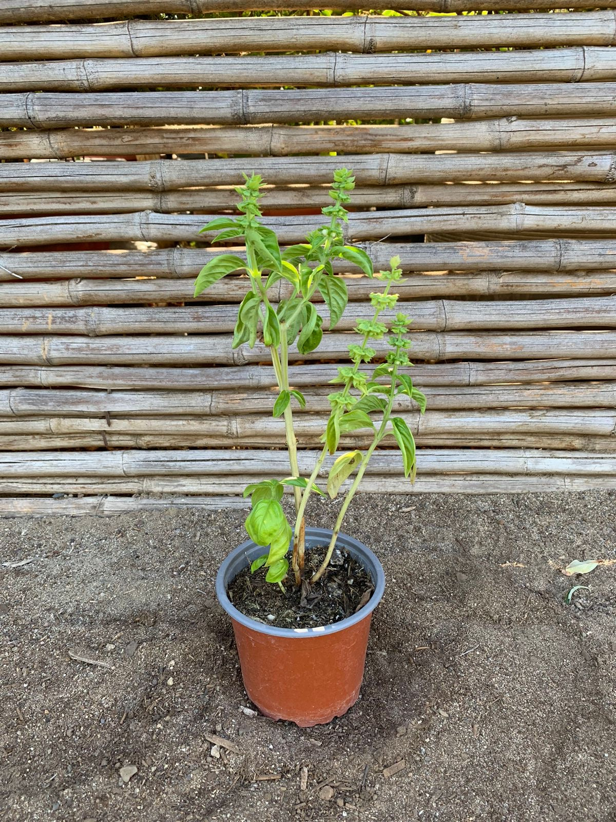Albahaca verde