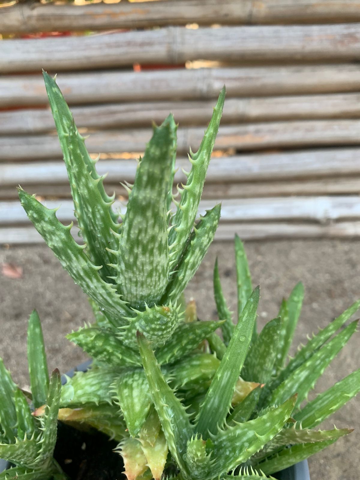 Aloe diente de tigre