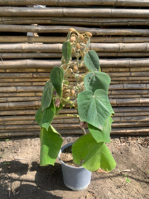 Kiri o Paulownia