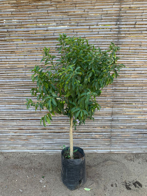 Kumquat - Citrus japónica (1.0 - 1.4 m)