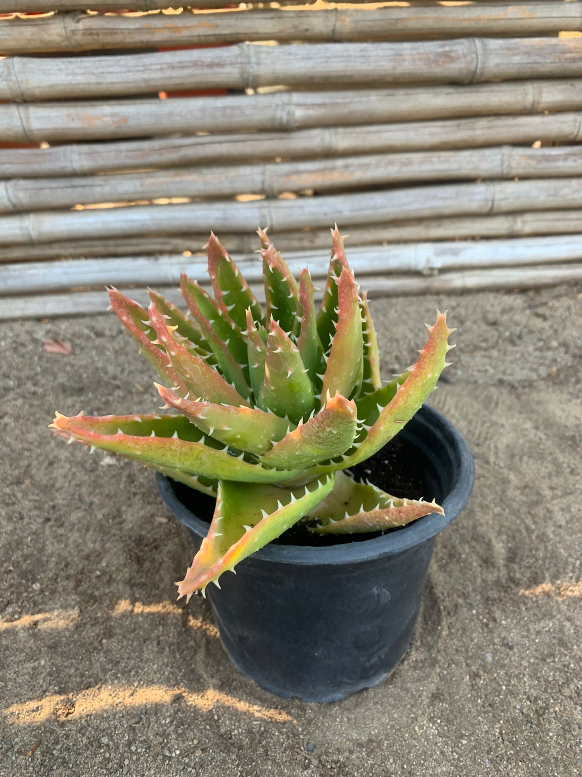 Aloe Brevifolia