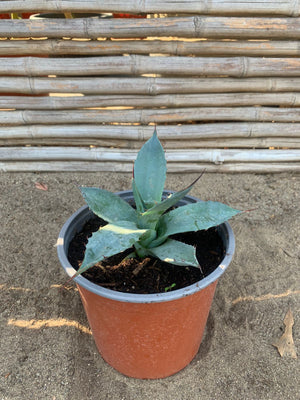Agave