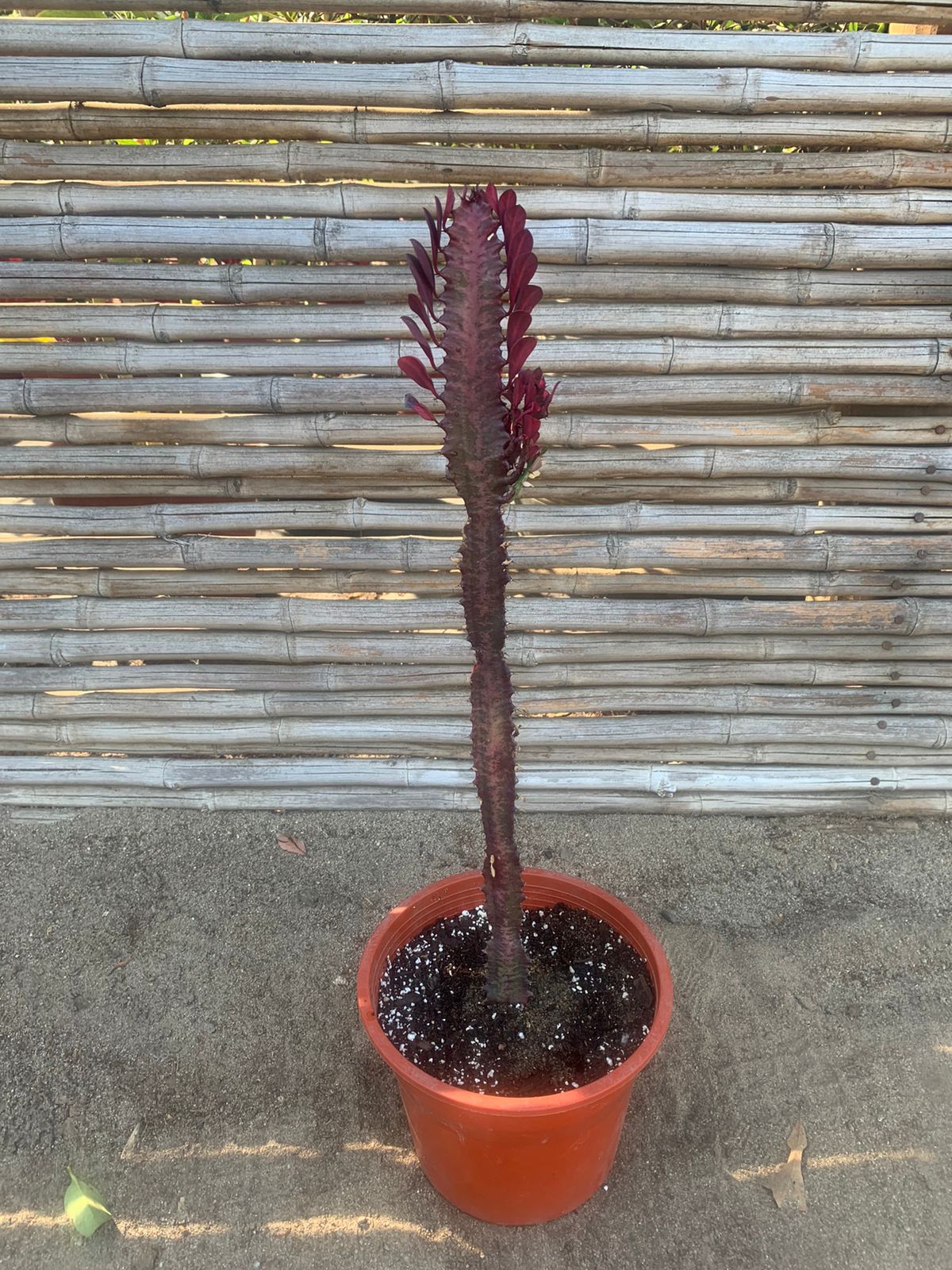 Cactus Catedral Rojo