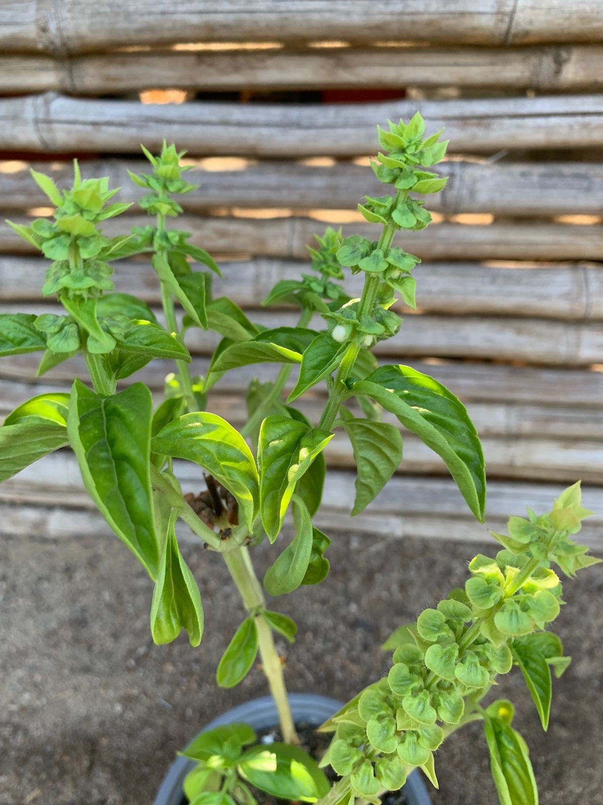 Albahaca verde