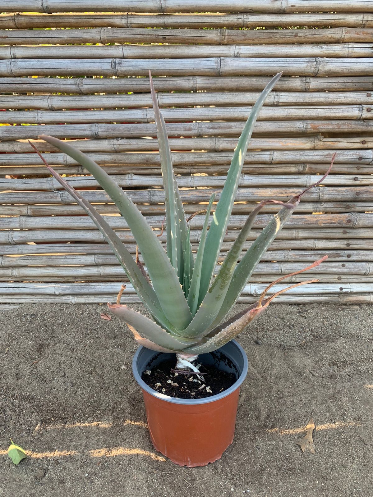 Aloe Vera