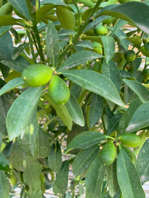 Kumquat - Citrus japónica (1.0 - 1.4 m)