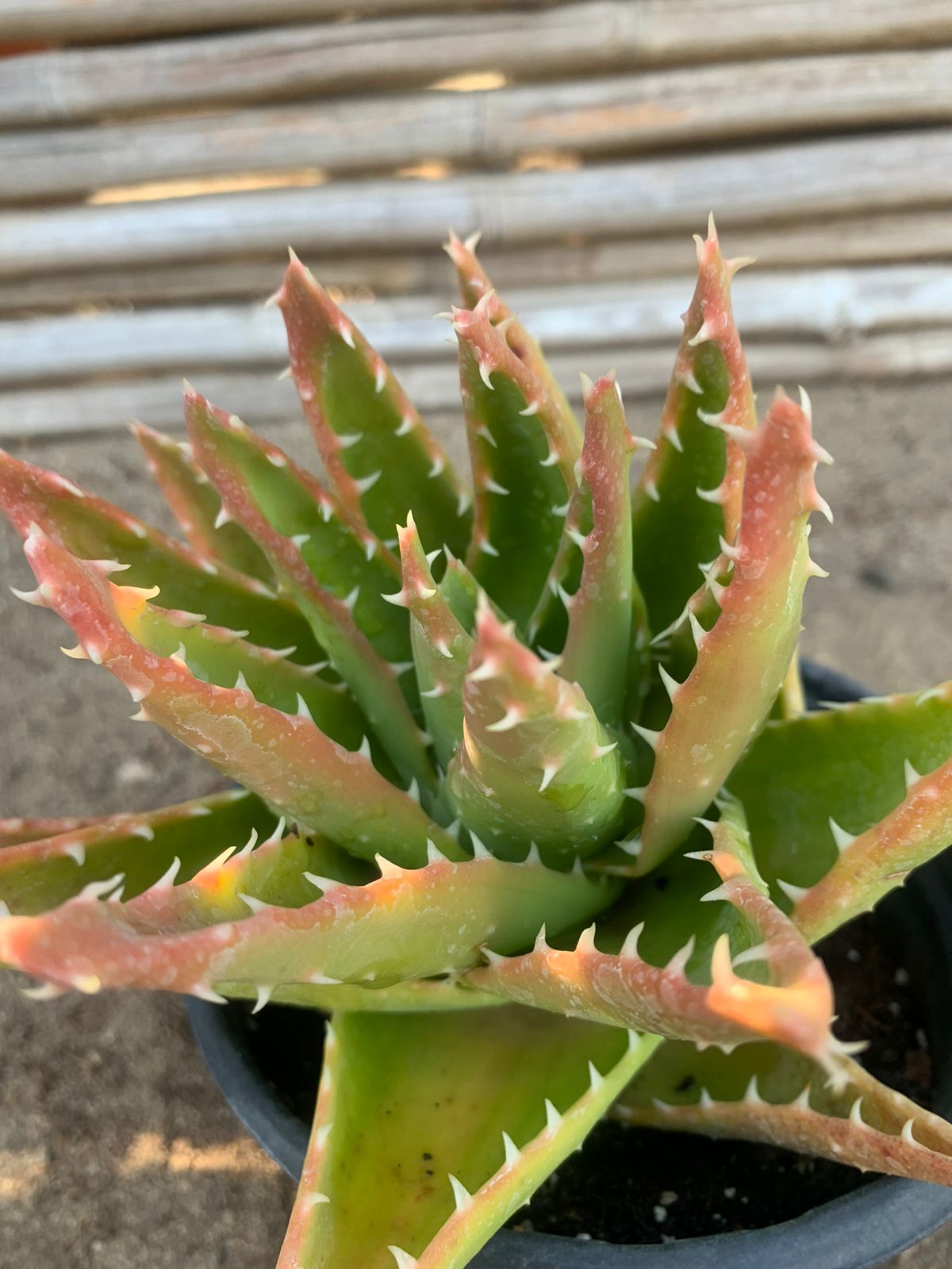 Aloe Brevifolia