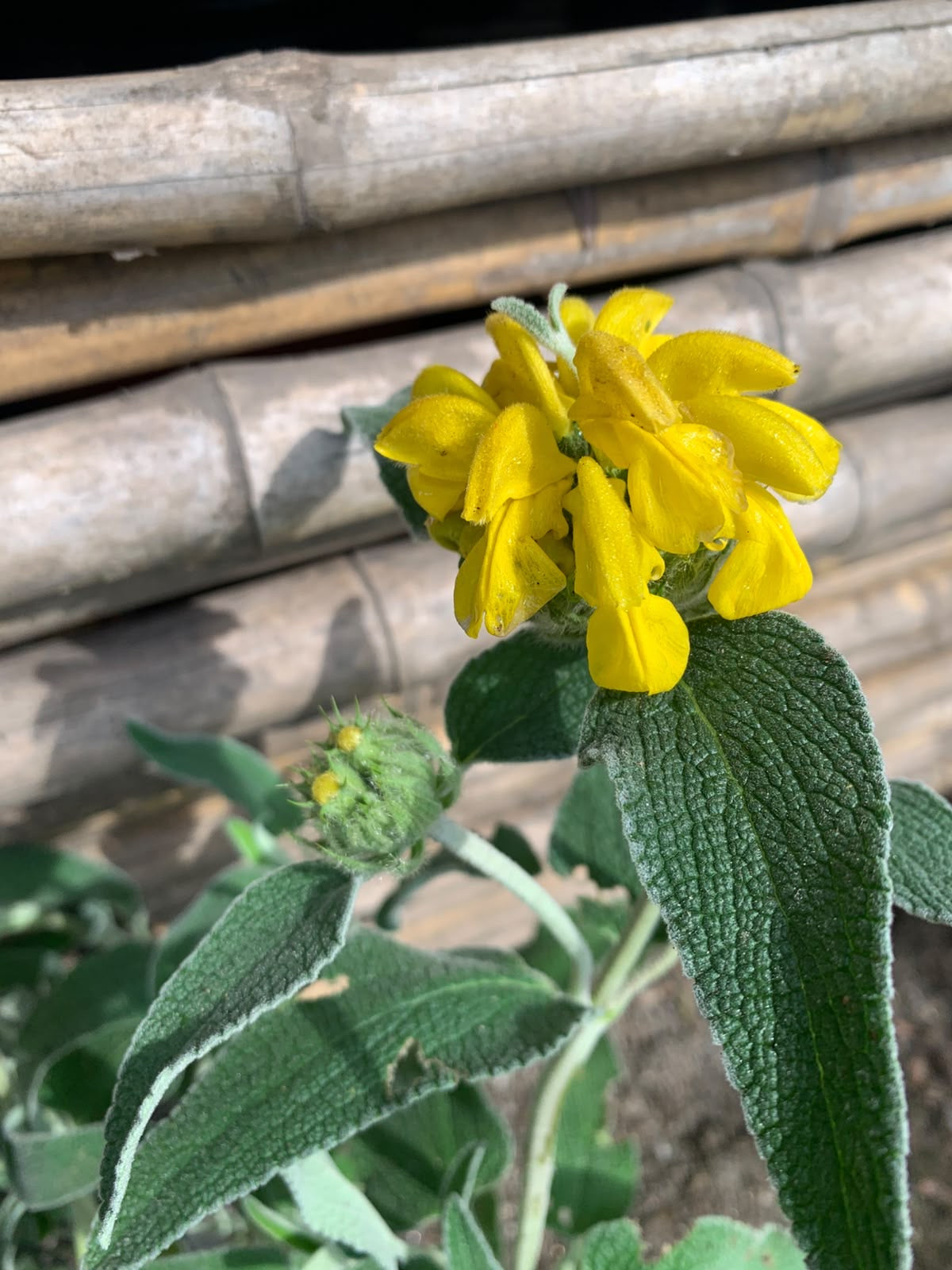 Salvia Jerusalem